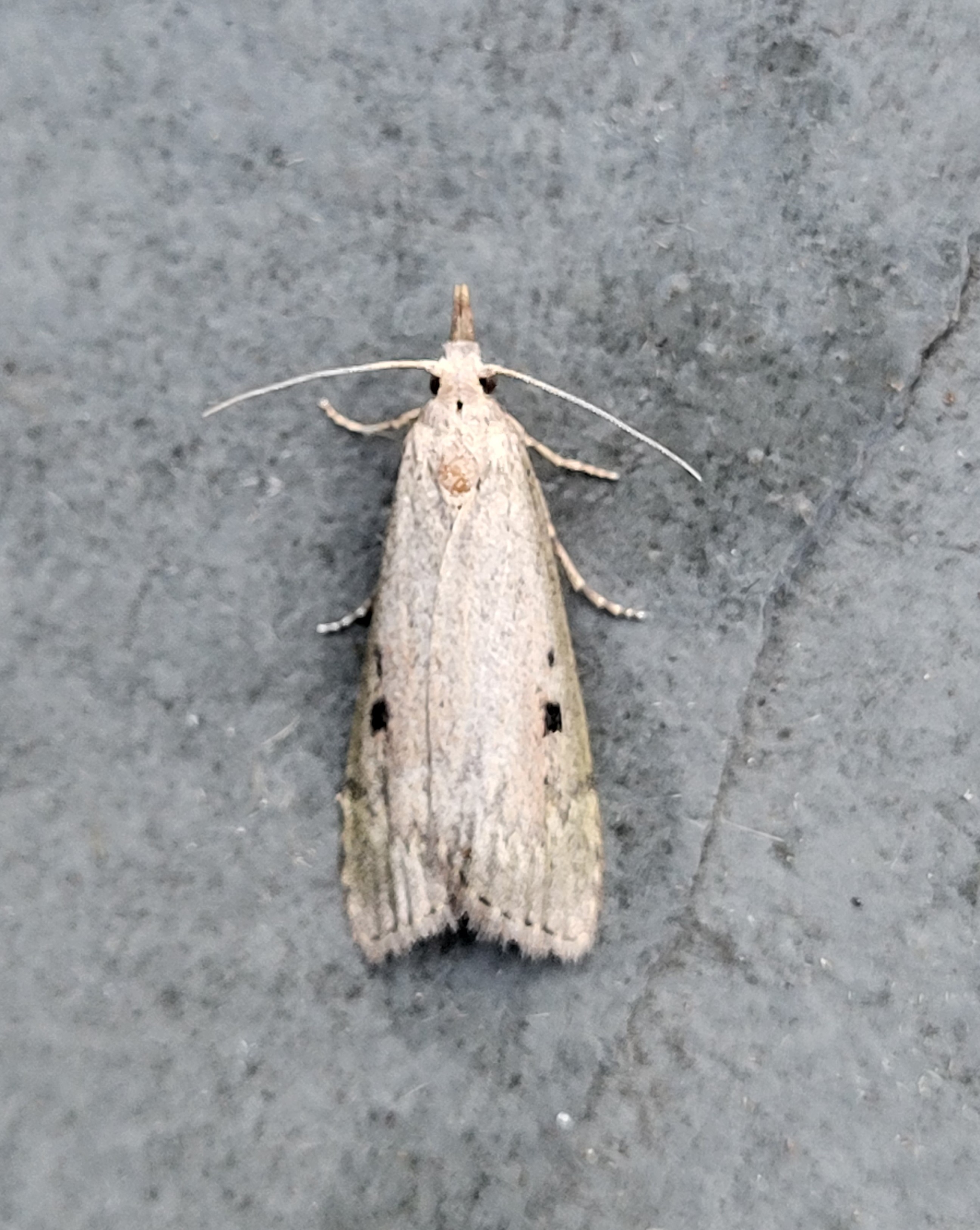 Photo of Bee Moth (Aphomia sociella)